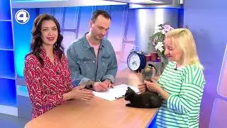 УДИВИТЕЛЬНЫЕ БЕЗЫМЯННЫЕ КОТЯТА! Гарантировано пушистые и дружелюбные! 01.04.24