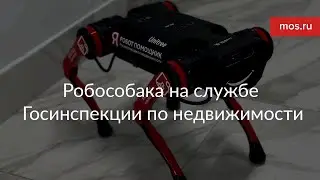 🤖 Робособака на службе Госинспекции по недвижимости