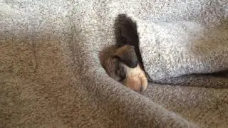 ЩЕНОЧЕК СПИТ МИЛОТА ЩЕНКИ КОТЯТА