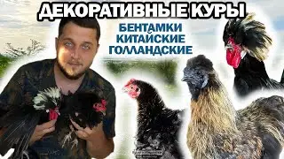 ДЕКОРАТИВНЫЕ КУРЫ! Бентамка, китайские шелковые, шершетки кучерявые, голландские белохохлые🐔 