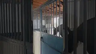 All the horses have their hay bags now. They can stop giving me the side eye