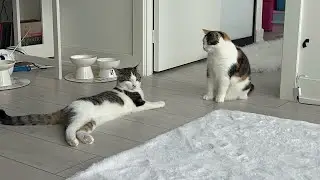 I’ve learned how to read my cats behaviour slowly but surely 🤣❤️ #eliethehallwaycat