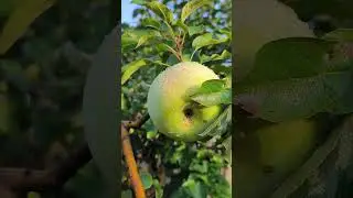 яблоня Семеренко на 5сентября