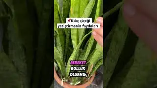 Kılıç çiçeğinin faydaları 🔈🤲 