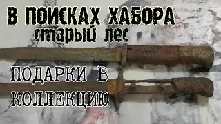 В ПОИСКАХ ХАБАРА И СТАРЫЙ ЛЕС 