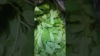сок дикоросов