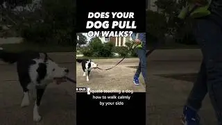 Does your dog pull on walks? #dogtraining #dogtrainer #leashpulling #looseleash #dogtraining101 #dog