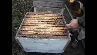календарь пчеловода  в ноябре, основные работы с пчелами зимующих в ульях из дерева