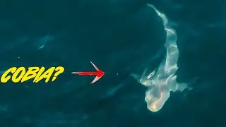 Fishing Shark Infested Water and Caught This!