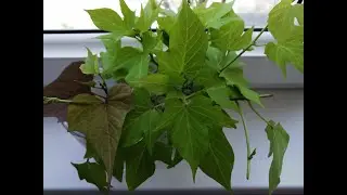 Ипомея батат. Черенкование. Все просто.