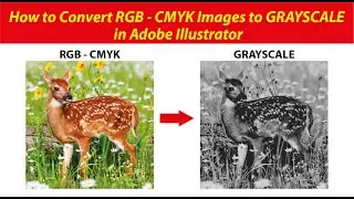 How do I change a RGB /  CMYK Images color to Grayscale in Illustrator?
