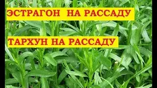 Эстрагон сажаем семенами на рассаду Тонкости посадки