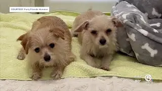 Local shelter saves 21 dogs from 'worse than horrible conditions' in Loxahatchee