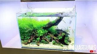 UPDATE | ADA 45P Planted Aquarium | One Month Later |