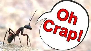 How to Get Rid of Ants - What do You do if You Have Ants in Your House? Terro Liquid Bait Review