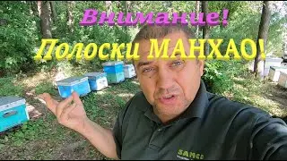 ✅ Сыпется пчела от МАНХАО польза или вред..?! #ПЧЕЛОВОДСТВО1
