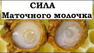 Что будет если есть Маточное молочко каждый день. Научные данные.
