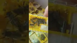 Плодные матки Карника, отправляем. Купить маток Карника 