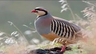 Овози модкабк2020