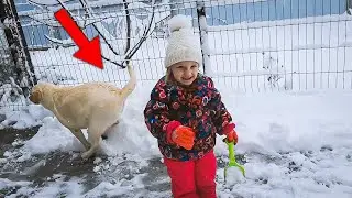 Настя и Амелька - Зимние приключения с Лабрадором