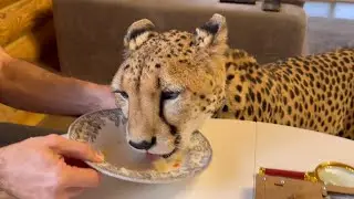 Cheetah Gerda and her shocking behavior!