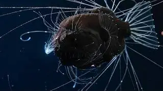 What can you see when you descend to the depths of the sea?