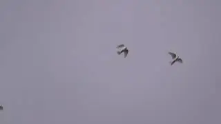Голуби подорвались во время кормежки 