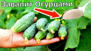 1 ложка в Июле и огурцы, томаты, перцы обильно заплоданосят. Супер кресло Мягкая Посадка.