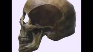 3D Floating Skull Demo. 3DSMAX, ZBRUSH, MAYA, FBX, OBJ