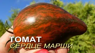 Томат СЕРДЦЕ МАРШИ. Обзор сортов ТОМАТОВ!