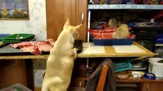 Милка в засаде