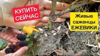 КУПИТЬ САЖЕНЦЫ ЕЖЕВИКА, СМОРОДИНА, КЛУБНИКА