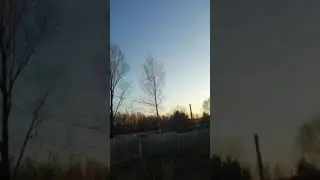 Шикори саьба, шикор, реакция молодого черноголового щегла на стайку щеглов, чар чар!