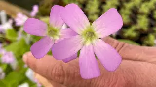 Growing Mexican pinguicula