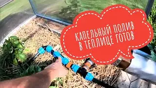 Капельный полив в теплице готов. Отпуск на даче продолжается #капельныйполив #поливвтеплице #дача