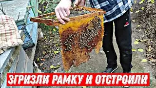 СЕЗОН БЕЗ ПЧЕЛОВОДА !!! Что с пчелами ?