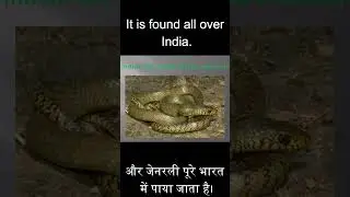 रैट स्नेक और कॉमन ट्रिंकेट स्नेक: शैक्षिक वाइल्डलाइफ शॉर्ट  #snake #ratsnake #commontriketsnake