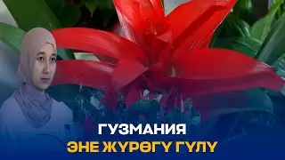 ГУЗМАНИЯ ЭНЕ ЖҮРӨГҮ ГҮЛҮ