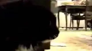 kot-govorun.flv