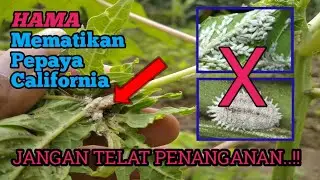 HAMA MEMATIKAN BAGI PETANI PEPAYA CALIFORNIA | JANGAN REMEHKAN KUTU KEBUL | @kendeltani