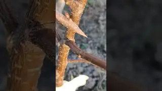 черешня на вишню //Cherry grafting trick 