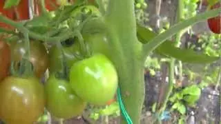 PODA DEL TOMATE 2ª PARTE ( ¡LOS BENEFICIOS! )