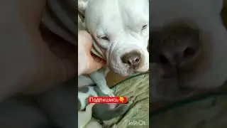 Щенки американского булли. 2 недели