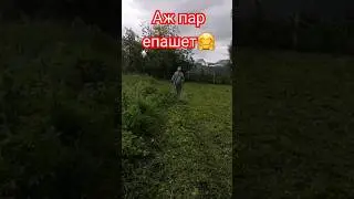 Скашиваю ботву картофеля, дожди каждый день