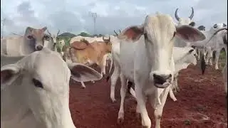 FAZENDA PARAÍSO #GADO #FAZENDA