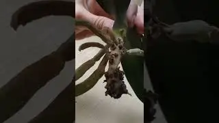 СПОСОБ 👍 наращиваю корни орхидеям 💚 growing roots for orchids
