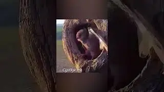 Сова залетела в гнездо сокола.