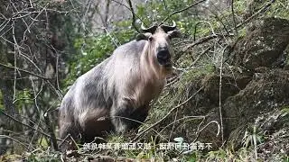 Hiking deep into the territory of takins in Sichuan to follow up, but surrounded by a group of taki