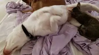 Cat suckling on dog! 4