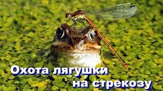 Охота лягушки на стрекозу